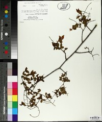 Sageretia minutiflora image