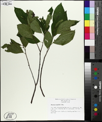 Endotropis alnifolia image