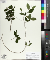 Berchemia scandens image