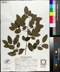 Berchemia scandens image