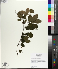 Berchemia scandens image