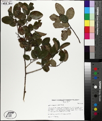 Berchemia scandens image