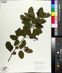 Berchemia scandens image