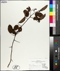 Berchemia scandens image