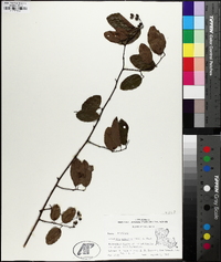 Berchemia scandens image