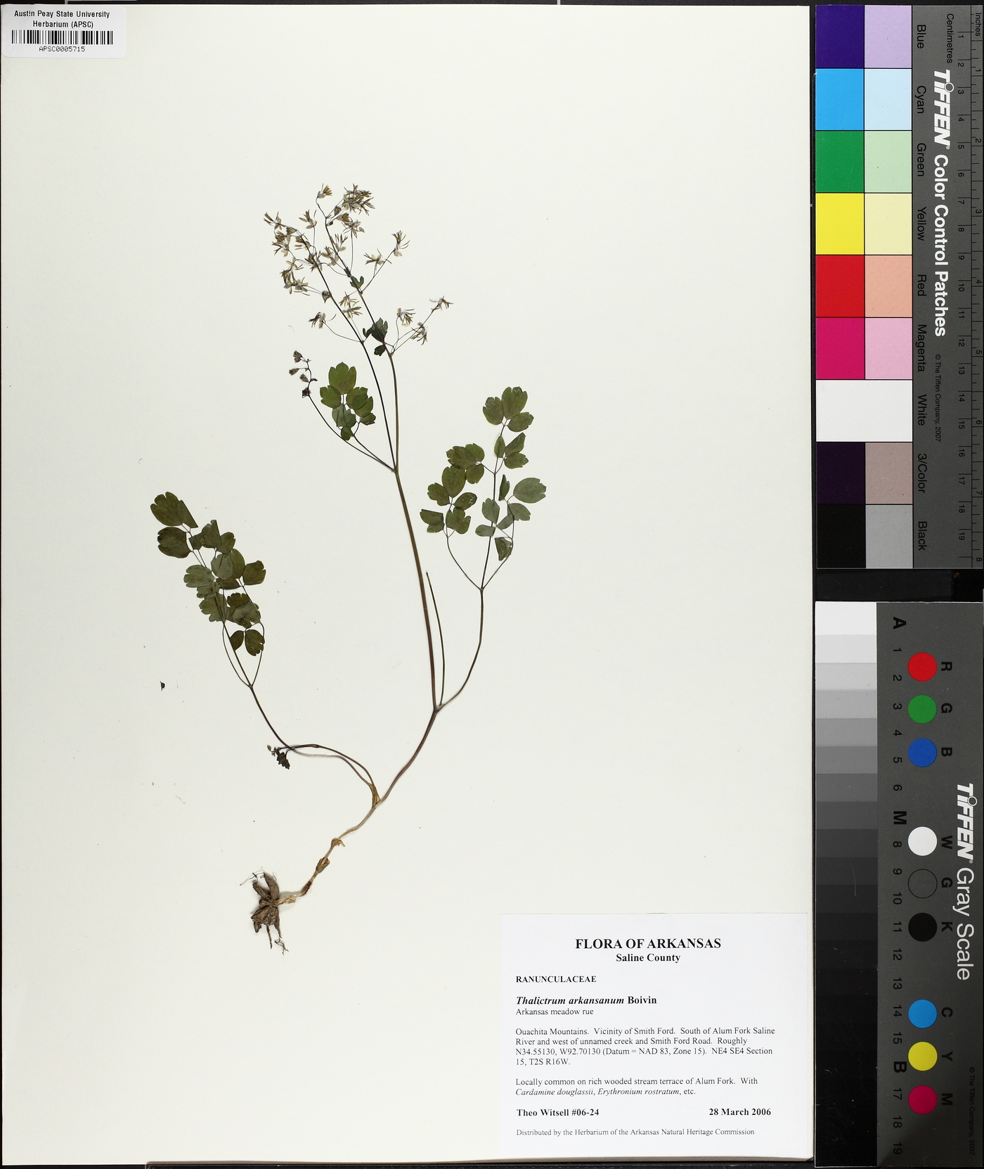 Thalictrum arkansanum image