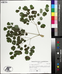 Thalictrum coriaceum image