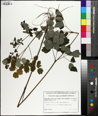 Thalictrum amphibolum image