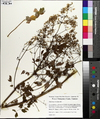 Thalictrum amphibolum image