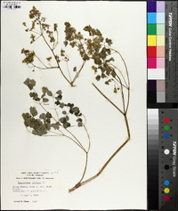 Thalictrum dioicum image