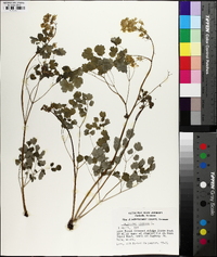 Thalictrum dioicum image