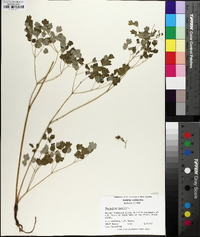 Thalictrum dioicum image