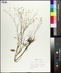 Ranunculus laxicaulis image