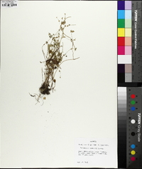 Ranunculus platensis image