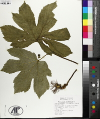 Hydrastis canadensis image