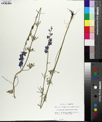 Delphinium carolinianum image