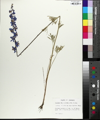 Delphinium carolinianum image