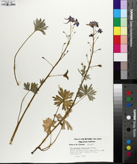 Delphinium tricorne image