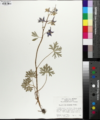 Delphinium tricorne image