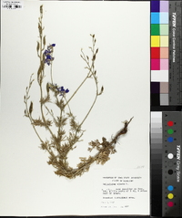 Delphinium ajacis image