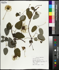 Clematis versicolor image