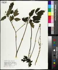 Actaea racemosa image