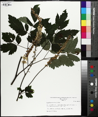 Actaea racemosa image