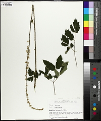 Actaea racemosa image