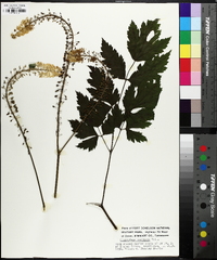 Actaea racemosa image