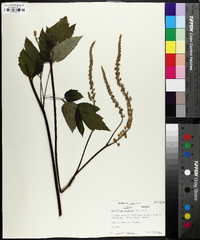 Actaea racemosa image