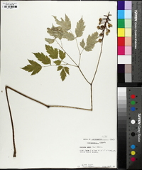 Actaea pachypoda image