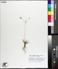 Phemeranthus calcaricus image