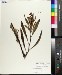 Rumex verticillatus image