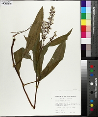 Rumex verticillatus image