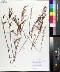 Rumex hastatulus image