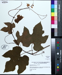 Vitis aestivalis var. aestivalis image