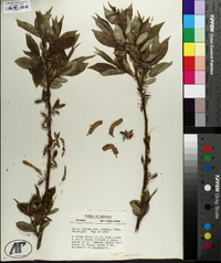 Salix lucida var. intonsa image