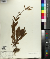 Penstemon hirsutus image