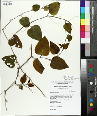 Smilax bona-nox image