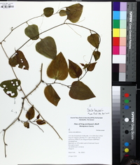 Smilax bona-nox image