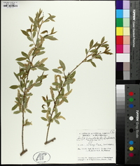 Salix amygdaloides image