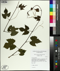 Vitis palmata image