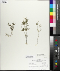 Polygala verticillata image