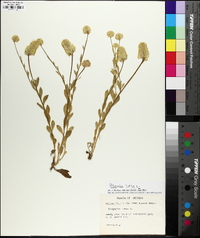 Polygala lutea image