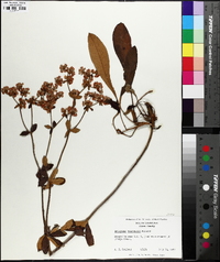 Eriogonum tomentosum image