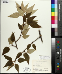 Populus balsamifera image