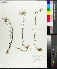 Phlox pilosa subsp. deamii image