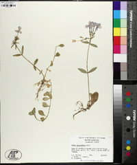 Phlox stolonifera image