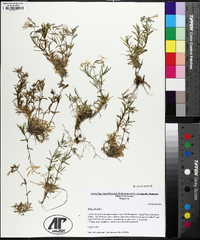 Phlox subulata image