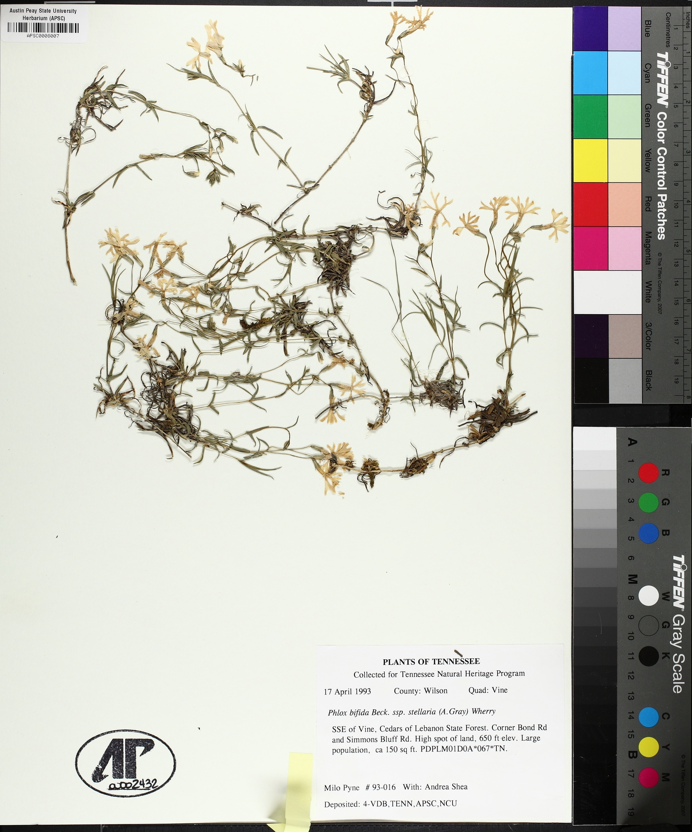 Phlox bifida subsp. stellaria image